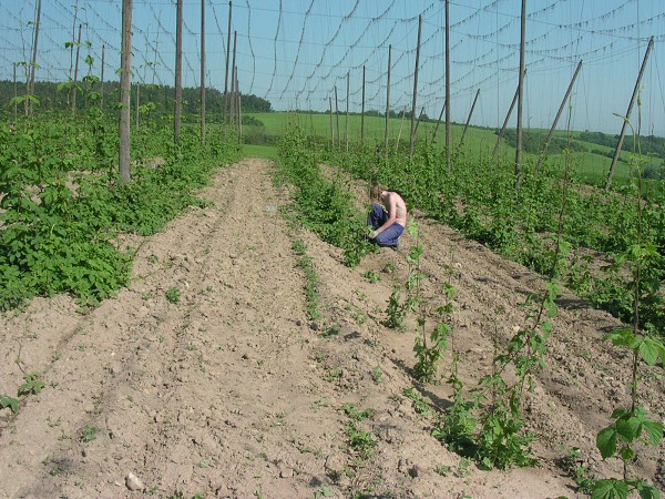 Chmelová brigáda v Ročově